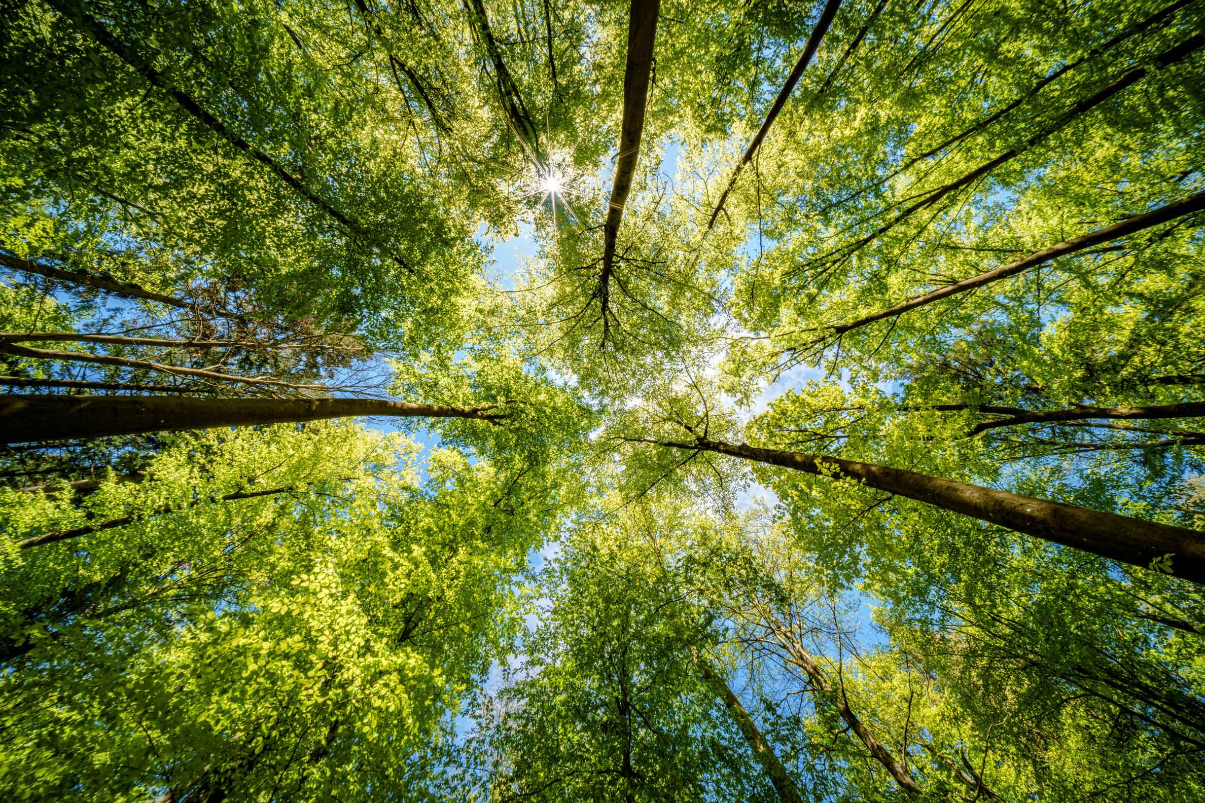 Sustainability – Image of trees